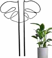 Amazon | GLOWZEN モンステラ 支柱 園芸支柱 観葉植物 植物