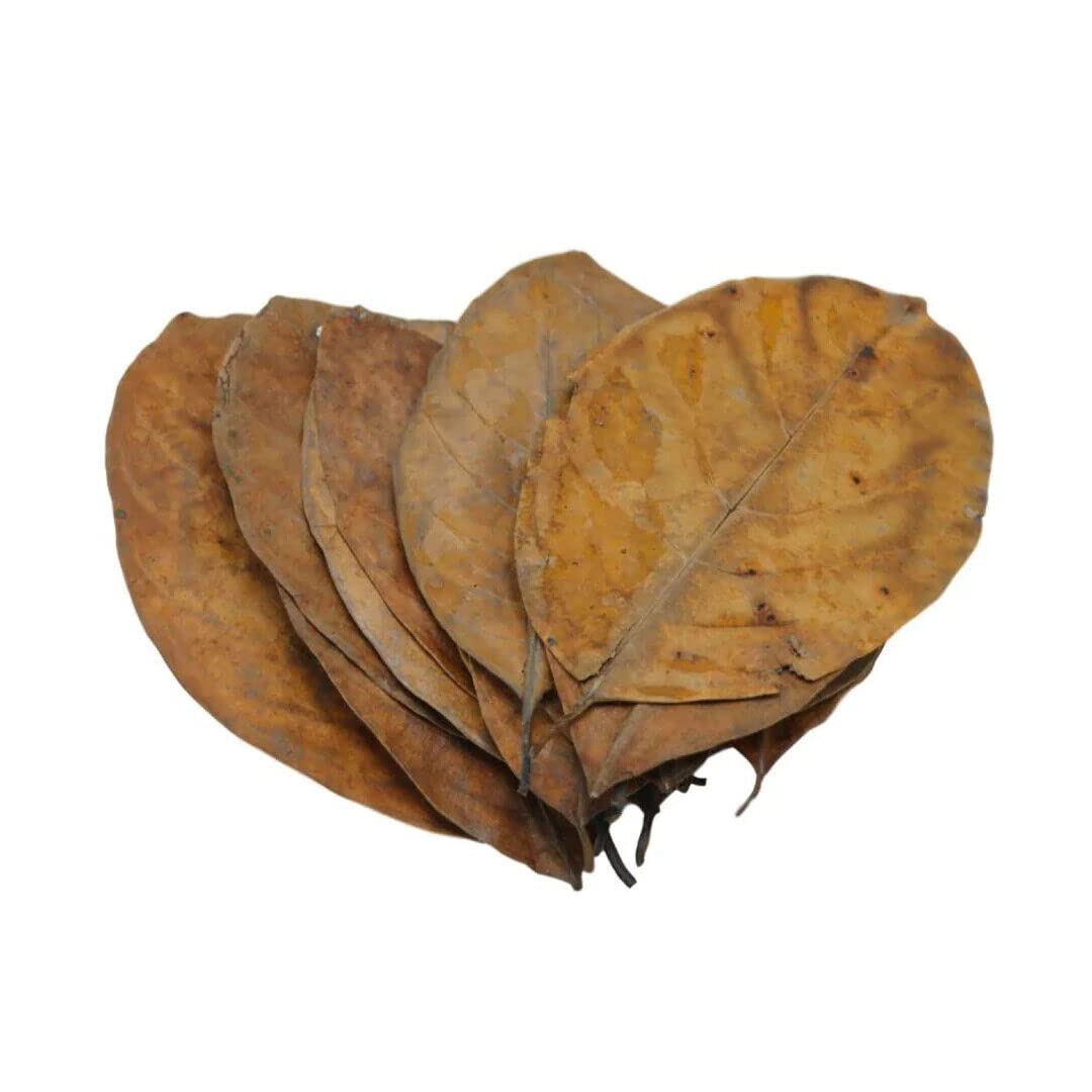 Forest Aquatics Jack Leaves For Shrimp, 7-9 Inches, Shelter and Natural Aquarium Fish Food, Provides Healing Tannins, Perfect for Breeding and Hiding (10)