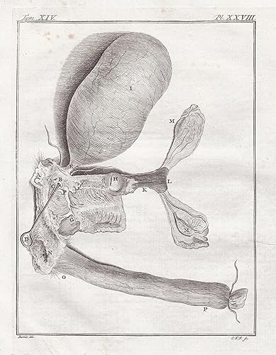 Pl. XXVIII. - Affe patas monkey Husarenaffe / Innereien organs / Anatomie anatomy / Tiere animals animaux