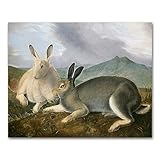 CLOUD NINE PRINTS | Arctic Hare Art, John James Audubon Print - Country Rabbit Wall Art, Vintage Mountain Decor, Rustic Animal Landscape Art (Unframed 11x14 Print)