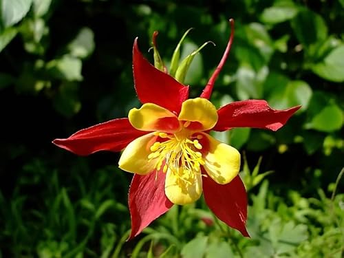 Louisecon 100 Multicolor Columbine Seeds For Planting Non Gmo Glass Columbine Flower Seeds Wild Columbine Seeds Bulk #TOP1