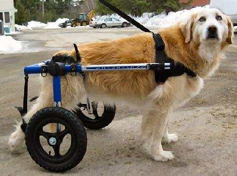 Amazon | 中型・大型犬用の車椅子 WW330（ラブラドールレトリーバー