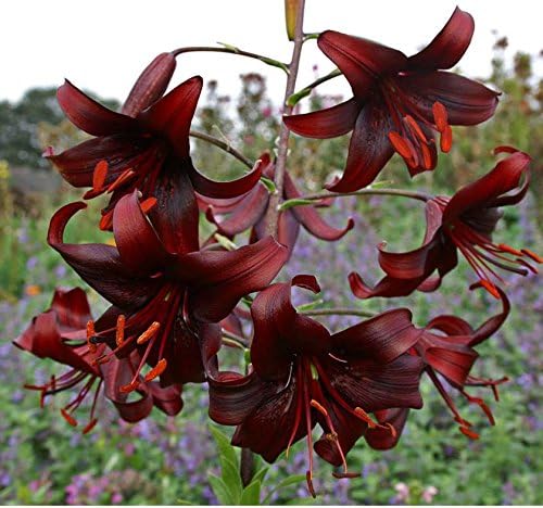 Pretty Flowering Hybrid Tiger Lily Night Flyer (2) Blooming Size Bulbs Plant Now Ready to Ship Now