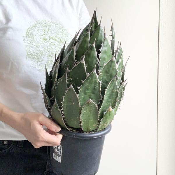 Amazon.co.jp: IR1576限定割引！！超大株！ 選抜強棘株！アガベ ホリダ