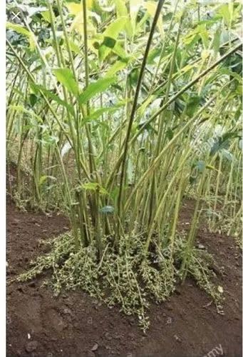Cardamom Plant Pack: Dive into Live Elaichi Spices (1) (B0CTV1H4DN) Amazon Price History, Amazon Price Tracker