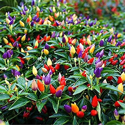 Royal Paradise Garden Ornamental Hot Pepper Seed Organic Chilli Pepper 30 Seeds (B094JY98TQ) Amazon Price History, Amazon Price Tracker