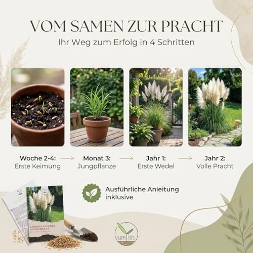 Amerikanische Pampasgras Samen (Cortaderia selloana) - Winterhartes Ziergras mit silbrig schimmernden Blüten ideal für Garten, Balkon oder Terrasse