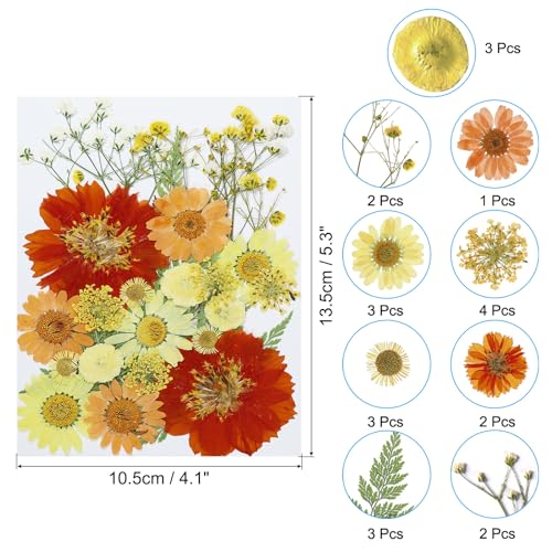Flores secas prensadas naturales estilo girasol para artesanía miniatura 2