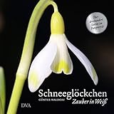  Schneeglöckchen: Zauber in Weiß. - Über dreihundert Sorten im Fotoporträt -