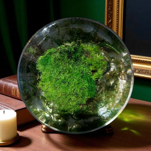 Serenzy Preserved Pillow Moss Paperweight | Clear Resin Orb Nature Desk Decor | 3.25" Circular Biophilic Art | Maintenance-Free Office & Home Accent | Unique Handcrafted Gift
