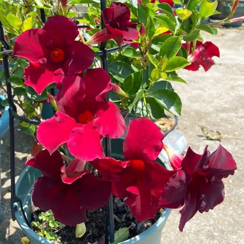 500samen dipladenia - garten Mandevilla kräutersamen garten wiesensaatgut dekopflanzen deko balkonblumen frühlingsblumen kletterpflanzen