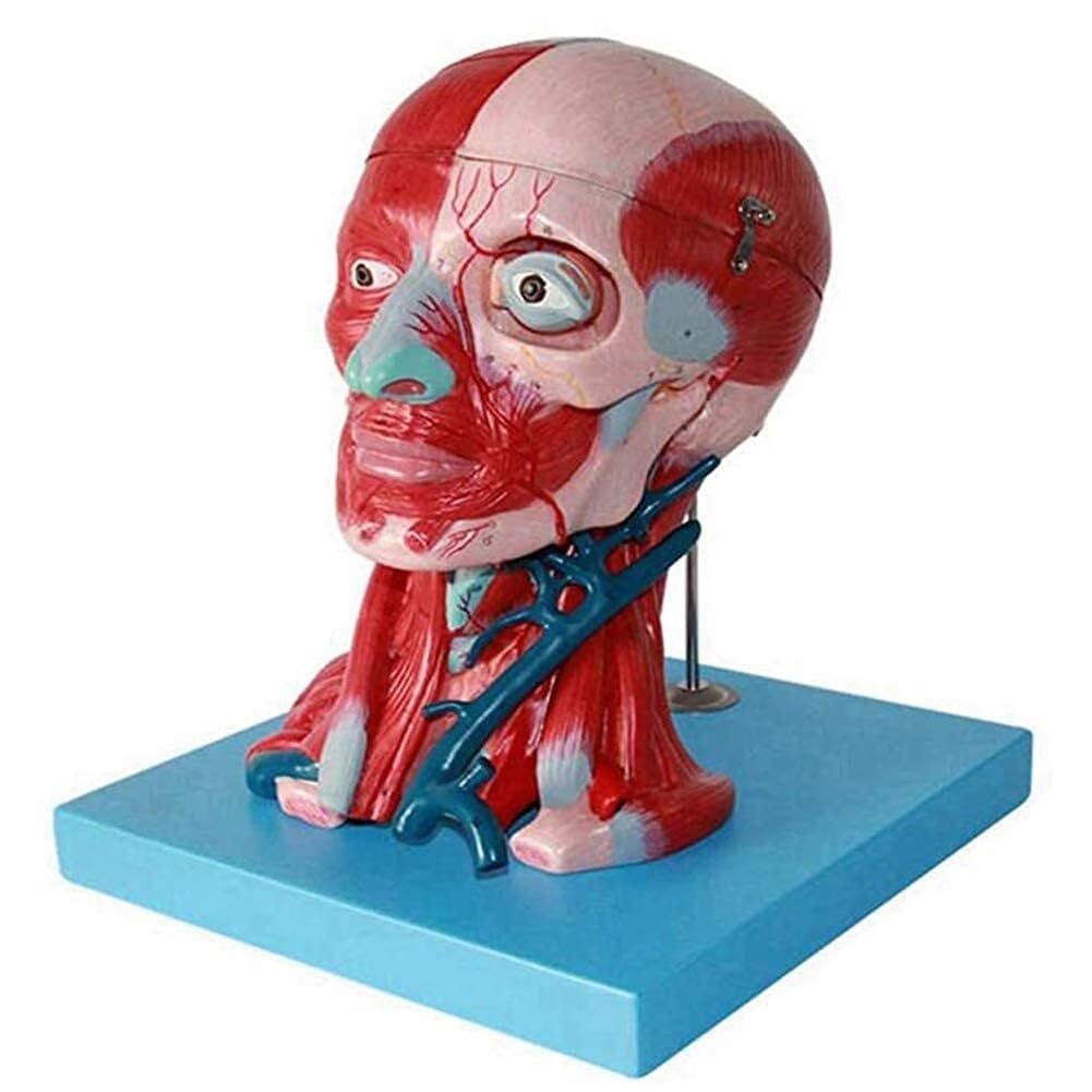 YNIYUJKL Human Brain Muscle Anatomy Science Model, Head And Neck With Vessels, Nerves And Brain, For Teaching Educational