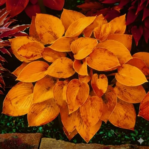 Image of Hosta Seeds For Planting (200 SEEDS) Low Maintenance - Grow Indoor /Outdoor Both - Grow Year Round (ALL MIX)