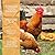 Copdock Mill Range Layers Mash, Complete Feed for Poultry, 5kg, Chickens, hens, roosters
