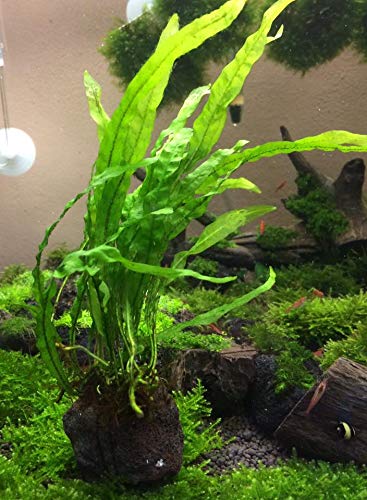Mainam Java Fern Planted On Driftwood Microsorum Pteropus Freshwater Easy Low Light Live Aquarium Plant Decorations 3 Days Guarantee #TOP2