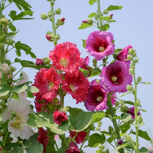 Stockrosen 50 Samen - bunte Mischung - winterhart/mehrjährig