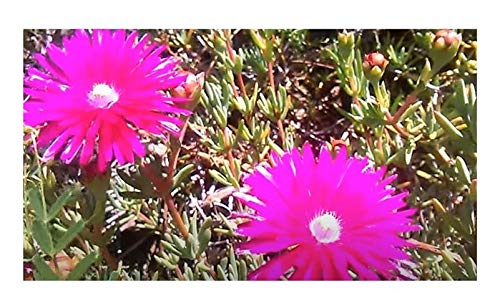 Pcs - 10x Lampranthus Multiradiatus Succulent Garden Plants - Seeds B1678 & Plants Shop by Ipsa