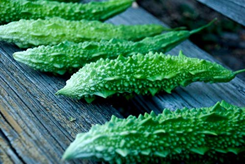 Image of Live Green Vegetable Seeds | Bitter Gourd /Karela | F1 Hybrid | Organic Seeds | For Home And Kitchen Garden | (Pack 2 pkt 20 seeds each)