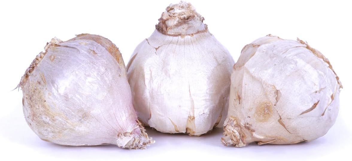 Van Zyverden Garlic Softneck Silverskin Italian Late Set of 3 Cloves