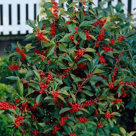 Winter Red Winterberry Holly Shrub Seeds- 20 Seeds Eco Pack - Grow Indoor or Outdoor (B09P53NT13) Amazon Price History, Amazon Price Tracker