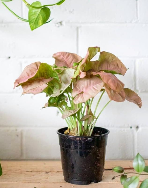 Oxygen plants for home indoor, Syngonium Pink Plant - Stunning Indoor Plant for Beginners & Plant Lovers | Pack of 1 With pot-picture-19