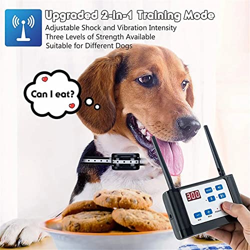 Dog Training Collar in an Outdoor Setting