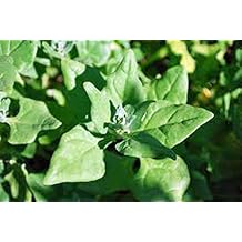 Spinach Seed, New Zealand, Heirloom, Non GMO, 100 Seeds, Tasty Spinach