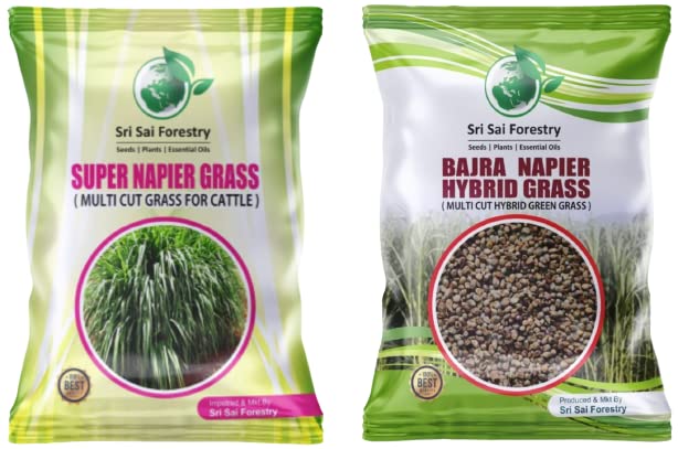 SRI SAI FORESTRY Super Napier Grass Seeds | Bajra Napier Grass Seeds | Combo Pack - 200g | Animal Fodder High Yield Multi Cut Grass Seed (B0BCKZ6G7R) Amazon Price History, Amazon Price Tracker