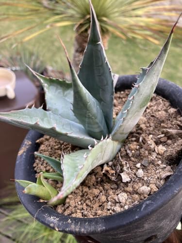 ドライガーデン 植物 サボテン」の人気商品一覧 | 安い商品を