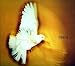 Libera