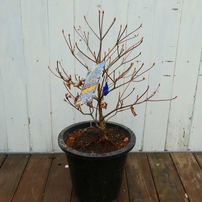 Amazon.co.jp: ツツジ 苗 シロヤシオツツジ 白八汐つつじ 白花 7号