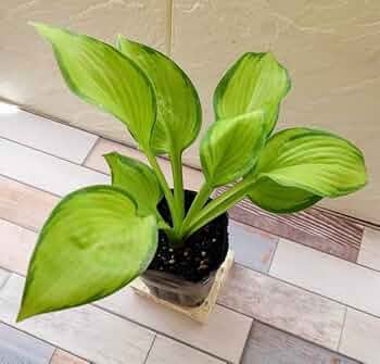 miiページ　ホスタ miiページ ホスタ Amazon.co.jp: 【花苗】ホスタ（ギボウシ