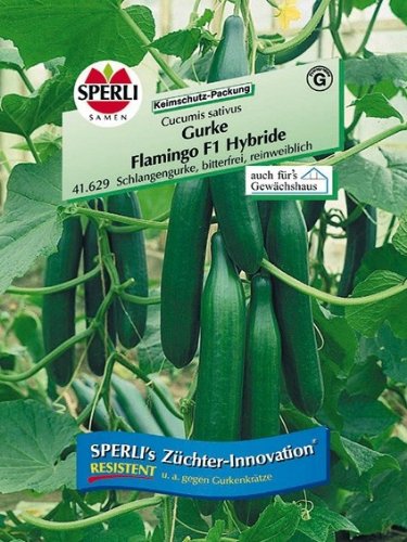 Gurke Flamingo F1 Hybride, Schlangengurke, bitterfrei