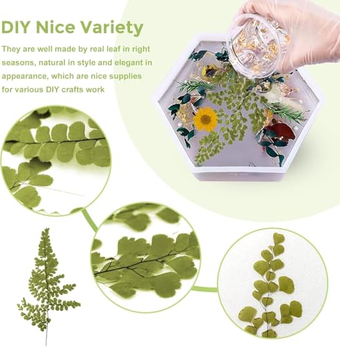 Hojas de helecho hierro natural secas 42 piezas para arte DIY miniatura 4