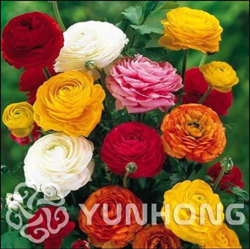 ScoutSeed 100 UNIDS Ranunculus Asiaticus Flower Seeds Bulbos de Semillas de Buttercup Persas Nuevo 2018