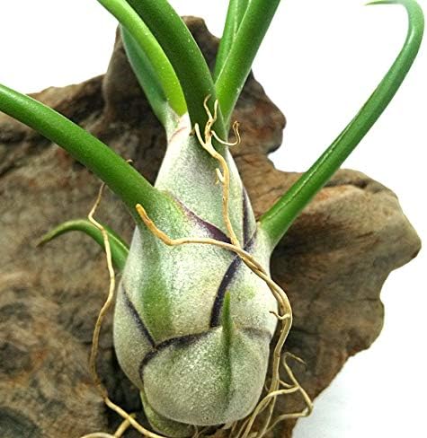 Amazon エアープランツ チランジア ブルボーサ サイズ10 15ｃｍ前後 エアプランツ 観葉植物 オンライン通販