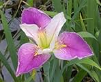 Louisiana Iris Bog Pond Plant - Colorific - White and Purple Louisiana Iris Marginal Pond Plant from AquaLeaf Aquatics