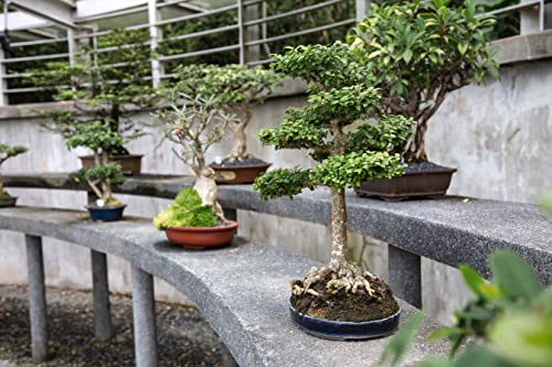 Bonsai Tree Bundle | Collection Of 5 Live Tree Seedlings | The Jonsteen Company #TOP3