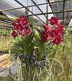 Orchids Siam
