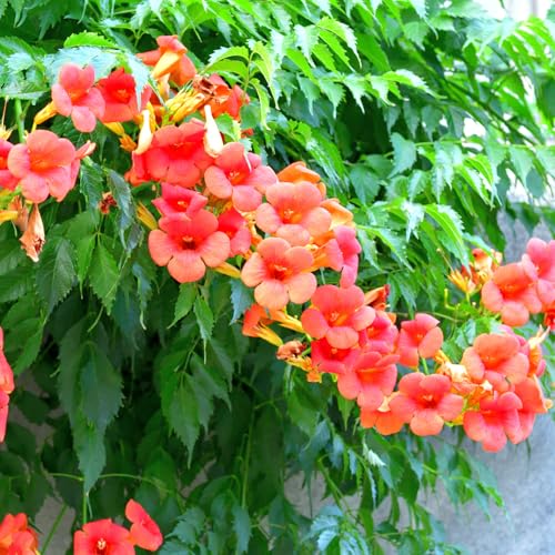Hummingbird Vine Live Plant, Orange Perennial Creeper Vine with Red-Orange Blooms, Quart Pot, 8-12 Inch Height