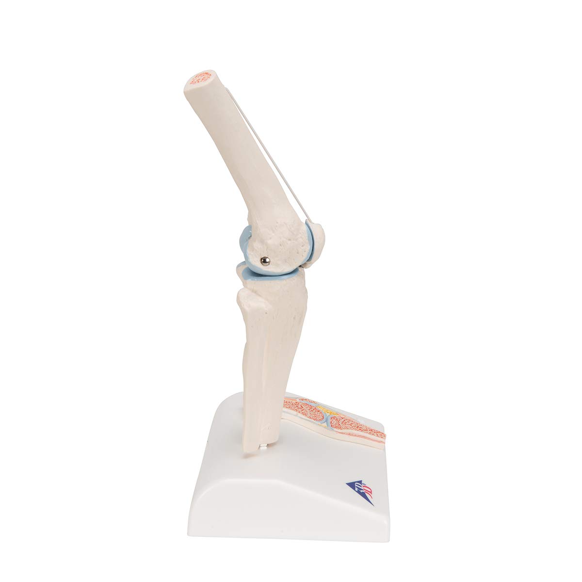 3B Scientific A85/1 Mini Articolazione del Ginocchio con Sezione Trasversale, su Base + software gratuito di anatomia - 3B Smart Anatomy