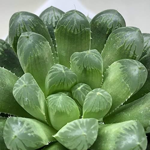多肉植物：ハオルチア オブツーサ キャッツアイ*L
