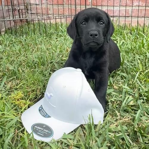 Gorra ajustable de ajuste flexible ideal para regalar a amantes de los perros 3