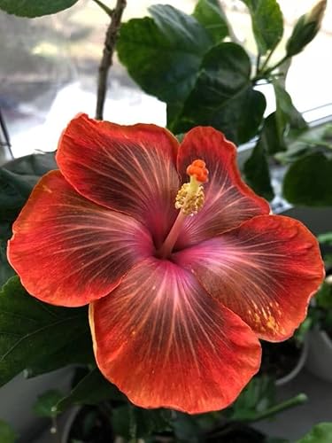 �n���C�A���n�C�r�X�J�X Moorea Pacific Aria 1-138