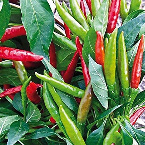 VibeX Thai Birds Eye Chili prik kee NOO Plant Seeds-300 Seeds (B0B9YHPQBL) Amazon Price History, Amazon Price Tracker