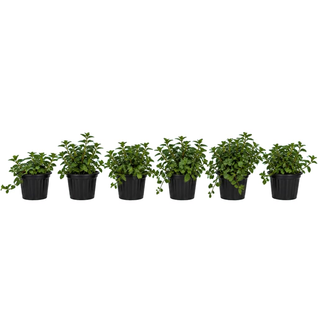 Mentha Piperita - DECOALIVE - Menta Común - Pack Séxtuple - 25-30 cm de Altura - para Terraza Luminosa