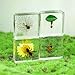 4Pcs Insect Taxidermy in Resin Specimen Set - Bugs in Clear Block for Oddities Collection, Home Decor & Unique Gift (1.5x1.5 inch)