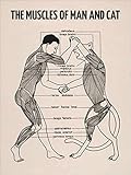 Die Muskeln von Mensch und Katze (englisch) Poster von Wunderkammer Collection Wandbilder für jeden Raum 50 x 70 cm Anatomie Wanddeko