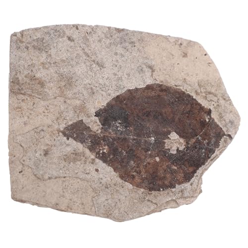 Toddmomy Science Teaching Fossilized Leaf Specimen Paleontology Collection for Home Decor Educational Use Unique Leaf Random Style