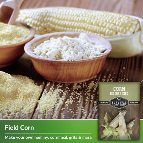 Hickory King White Corn Seeds - Survival Garden Seeds (5 Packs) - Image 3